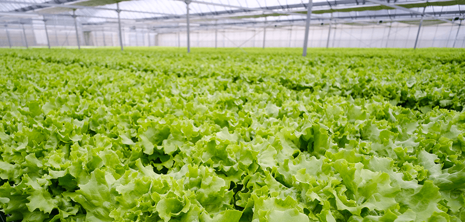 飽きずに楽しく野菜を摂取！