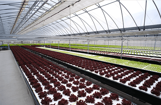 安心安全の品質を維持する成神工業のリーフレタス