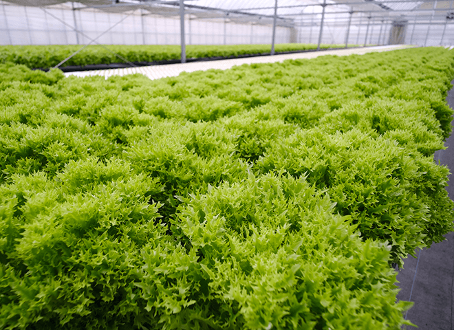 様々な種類のリーフレタスを栽培